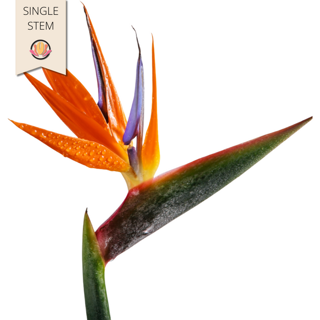 Birds Of Paradise cont fl(st)