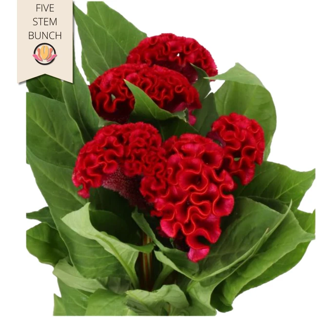 Coxcomb Act Dara holl(5st)