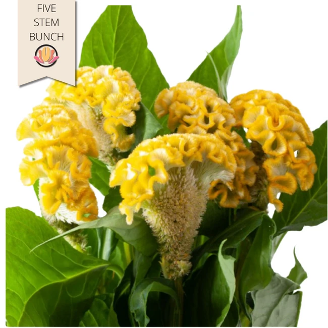 Coxcomb Act Inca holl(5st)