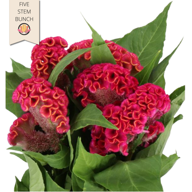 Coxcomb Act Rima holl(5st)