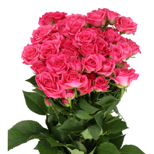 RoseSpray Lianne holl