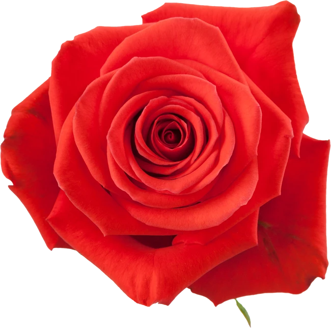 Rose Nina 60cm rprima