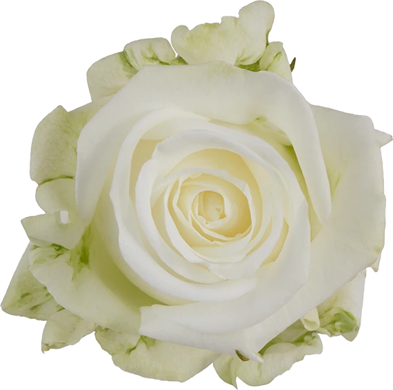 Rose Tundra(25st) 50cm rprima