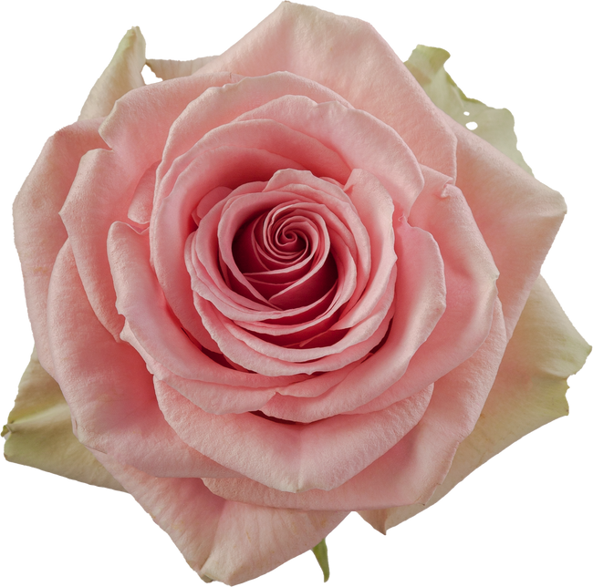 Rose Geraldine 50cm priv coll rio