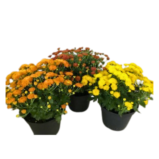 6" BLOOMING HARDY MUM