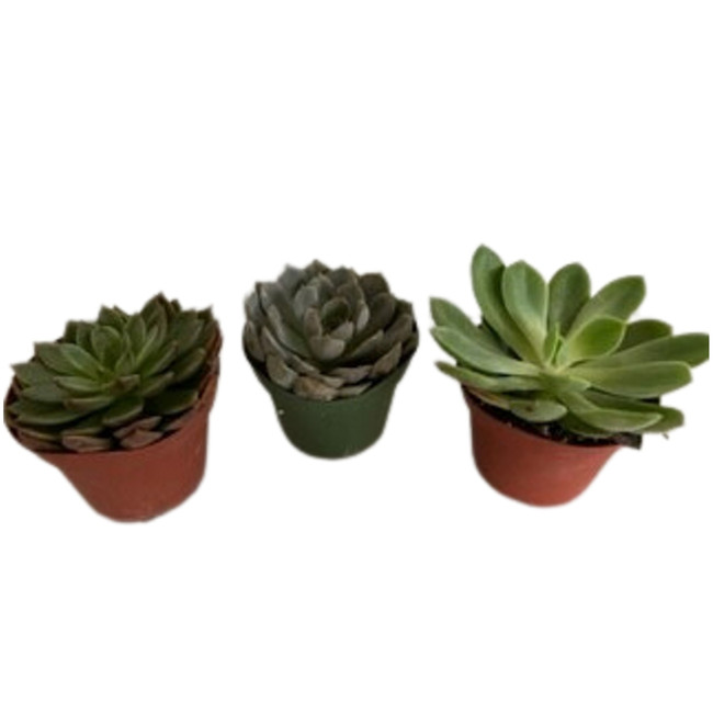4" Potted Succulents