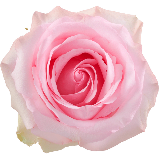 Rose Nena 50cm, Rosaprima