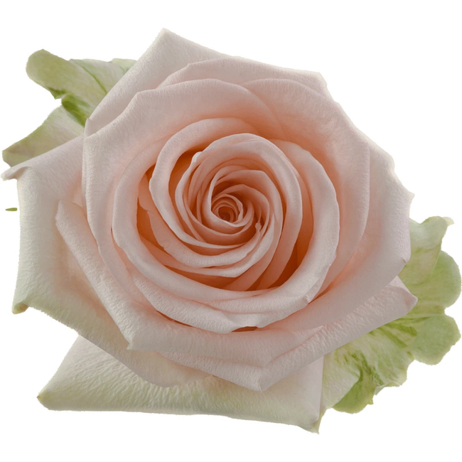 Rose Tiffany 60cm rprima
