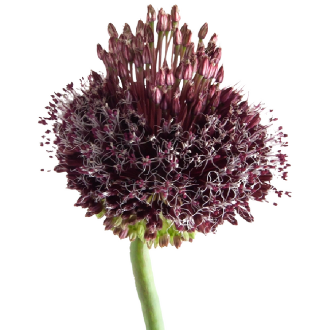 Allium Forelock holl