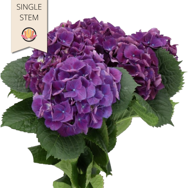 Hydra. Purple holl(st)