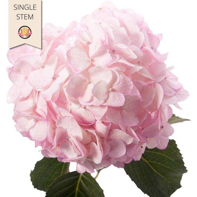 Hydra. Pink bella(st)