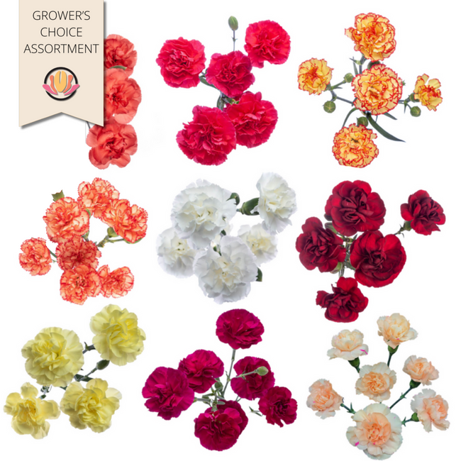 Carn Mini Fall(18case)bmark