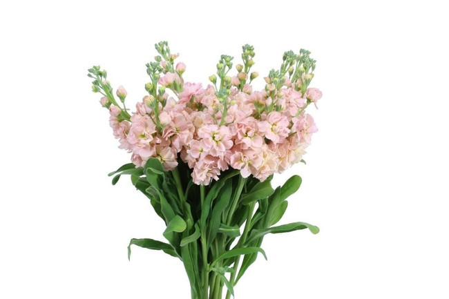 Stock Peach bella