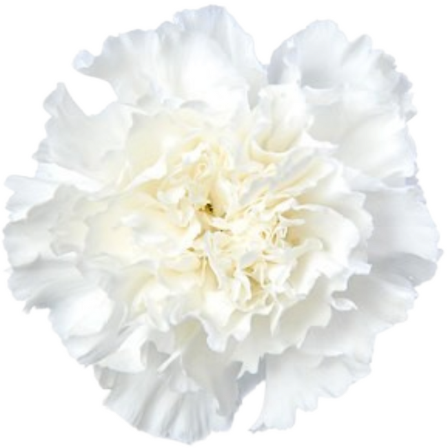 Carn. Fancy White bmark