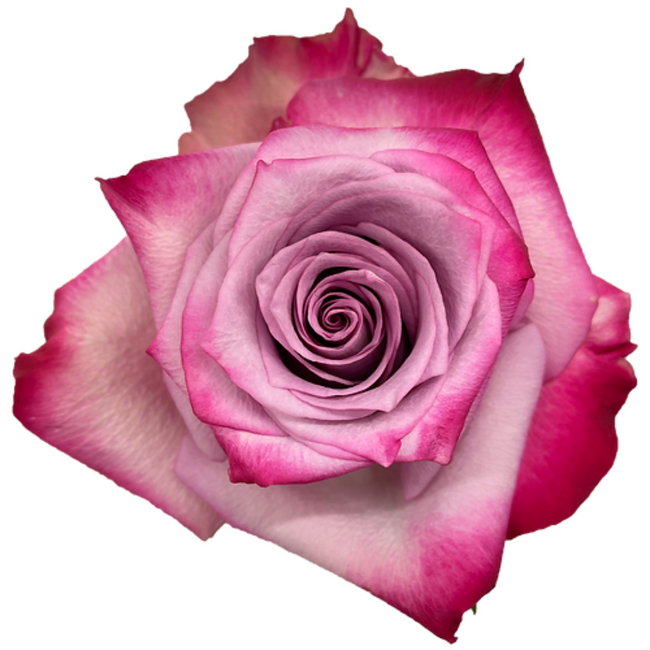 Rose DeepPurple 50cm rprima