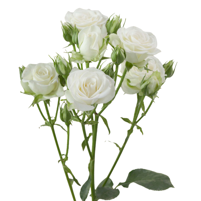 RoseSpray Snowflake rprima