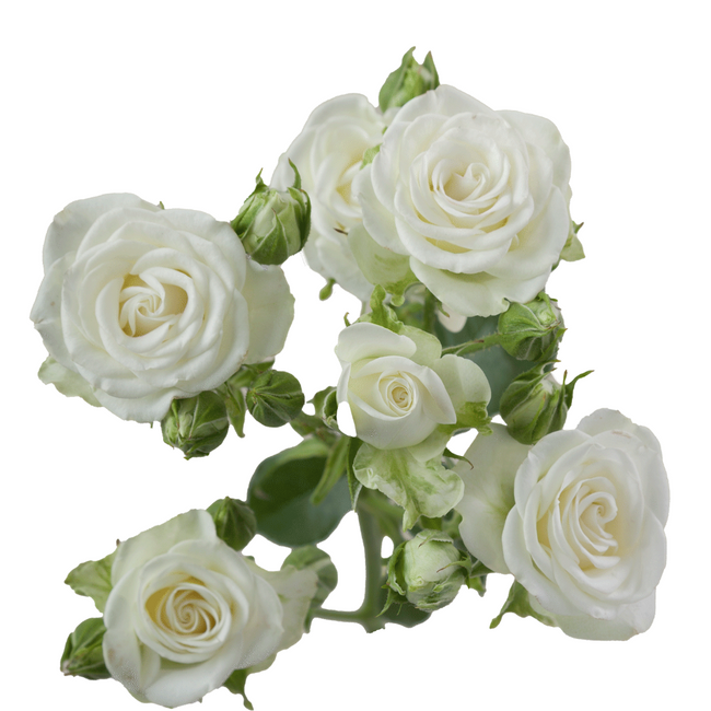 RoseSpray Snowflake rprima