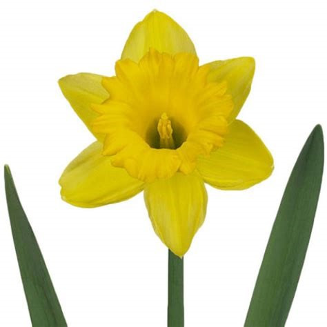 Daffodil Gigantic Star Holl