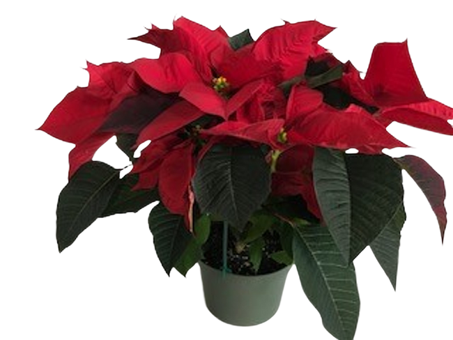 6" BLOOMING POINSETTIA