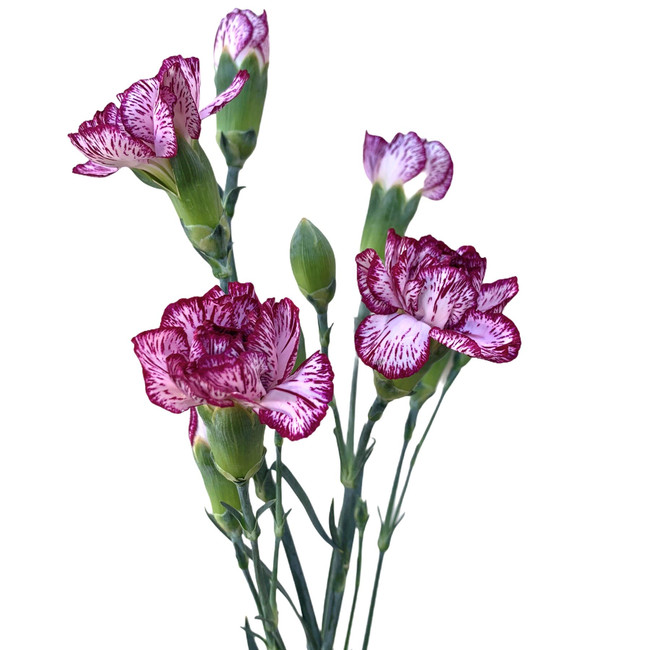 CarnMini Alicia b.mark