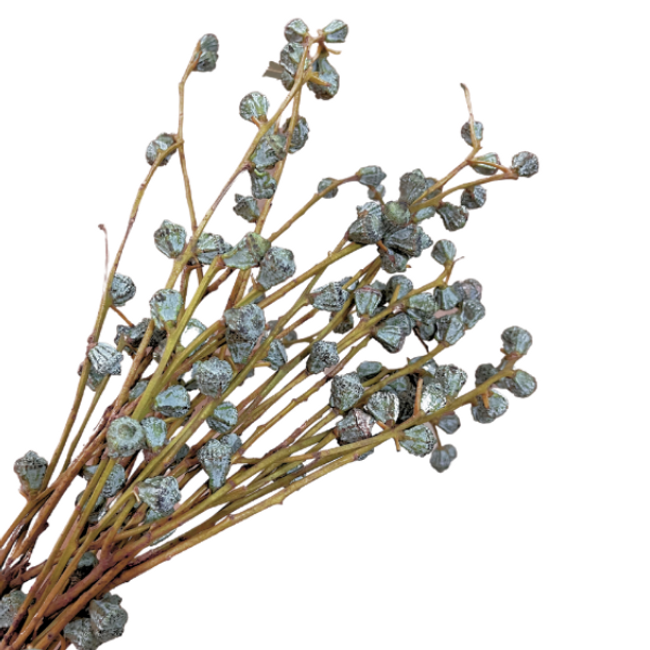 Eucalyptus Silver bells region