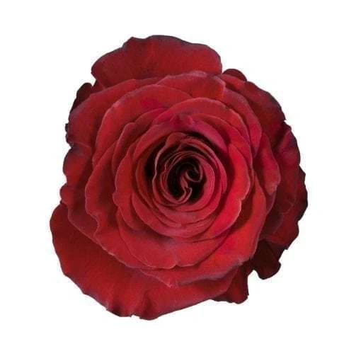 Rose Hearts 60cm rfi