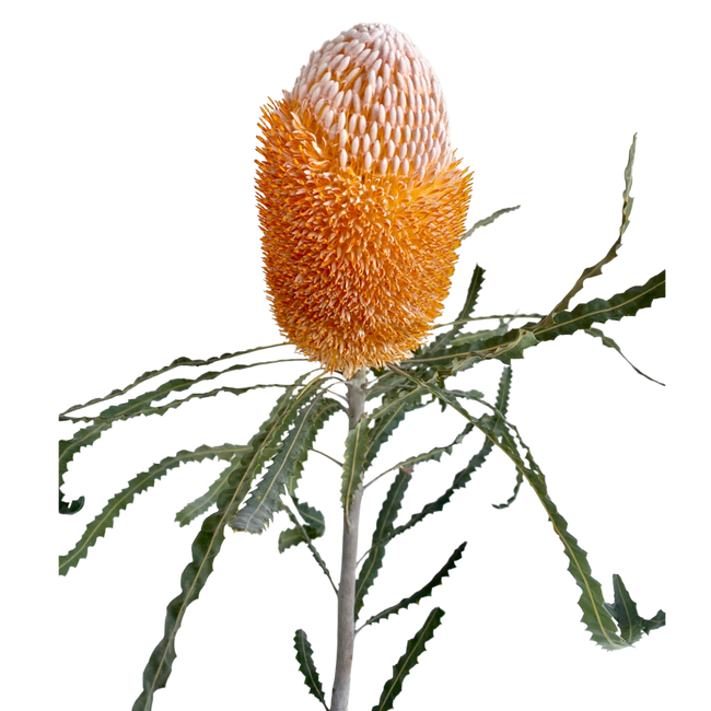 Banksia Orange cal.