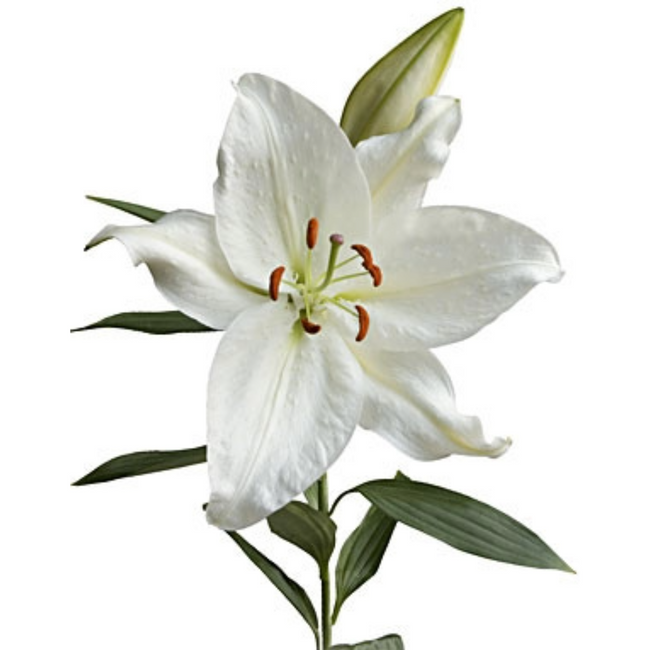 Lily Crystal White continental