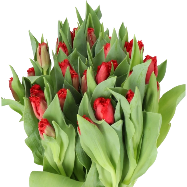 Tulip Frill Indiana holl red