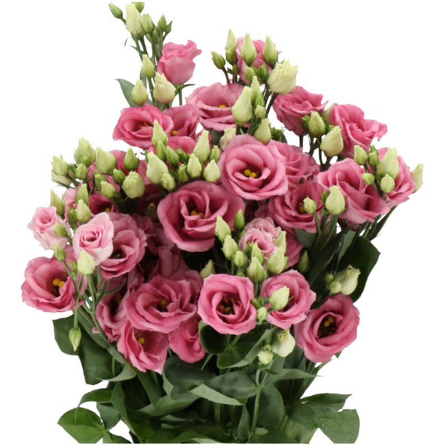 Lisianthus Rosita Rose Dbl, Holex