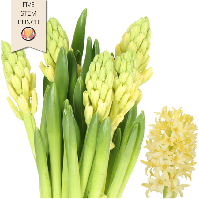 Hyacinth YellowQueen holl