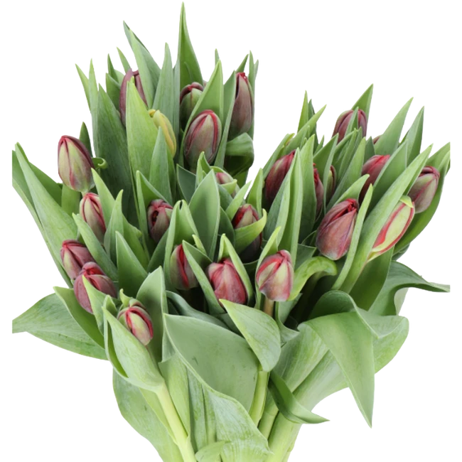 Tulip Double Red Princess holl 40gr