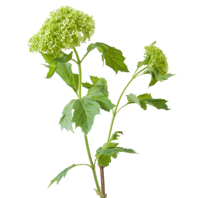 Viburnum Roseum 60cm Holex