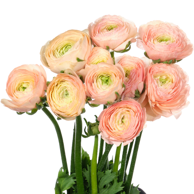 Ranunculus Cloni GrandPastel