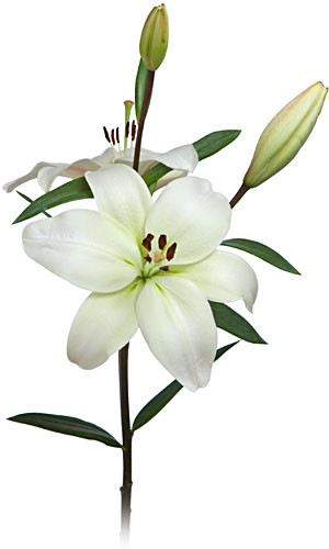 Lily La Litouwen cont fl