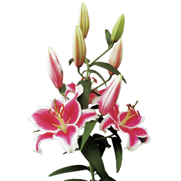 Lily Starfighter cont fl