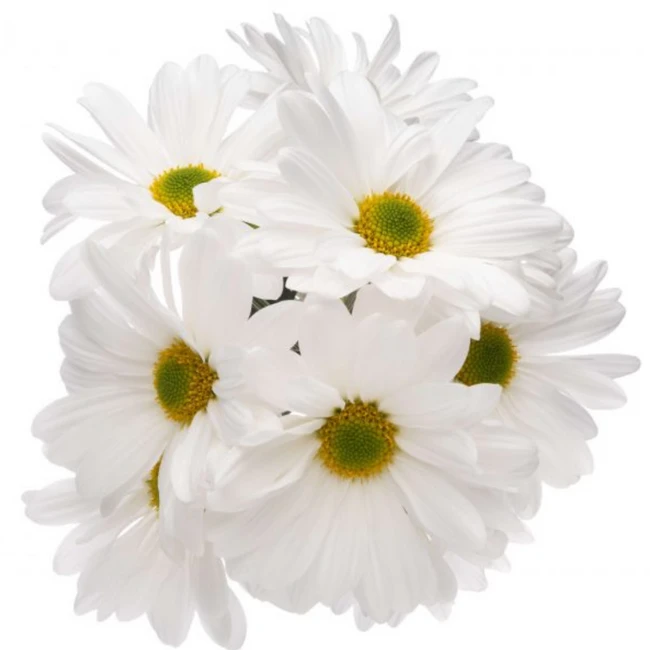 Pom Daisy White Atlantis bella