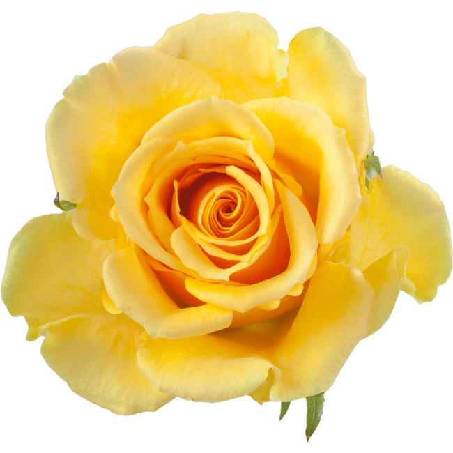 Rose Butterscotch 40cm rprima