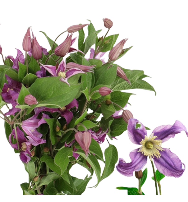 Clematis AmazingRome 70cm holl