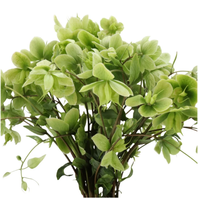 Helleborus WinterBells holl