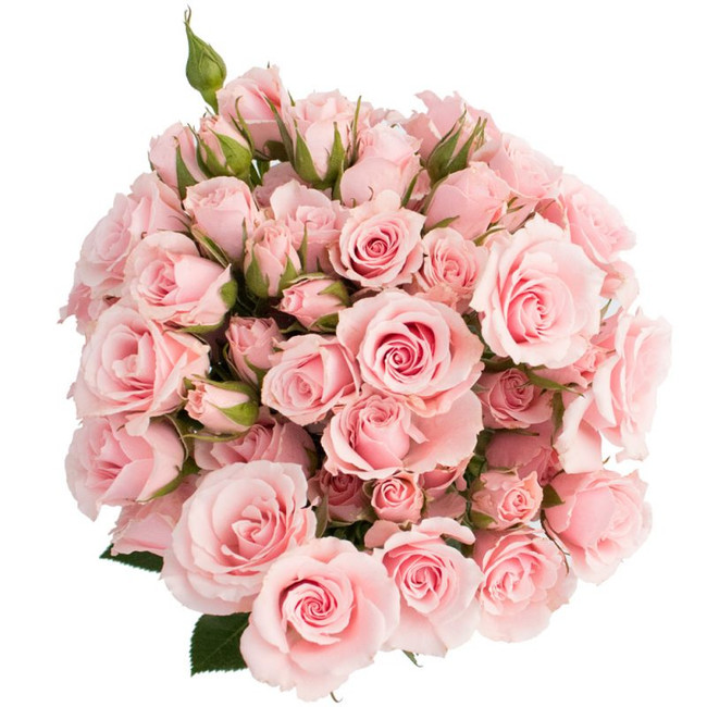 RoseSpray PkMaj rprima