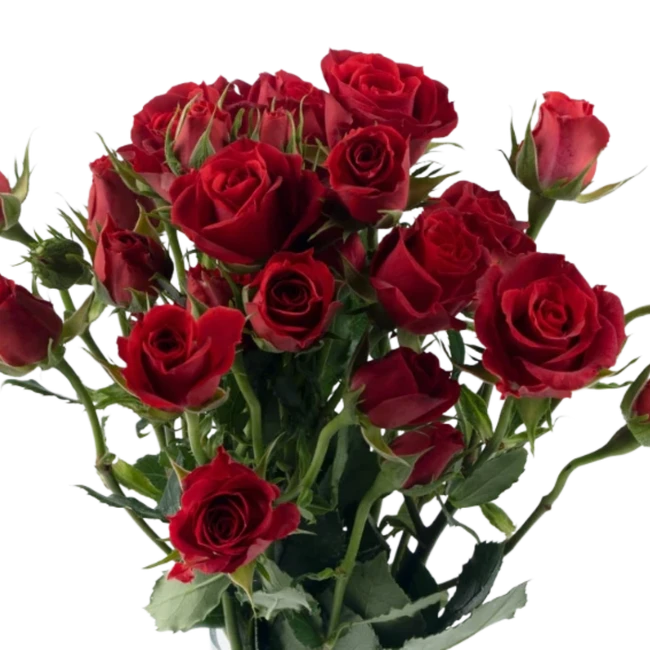 RoseSpray Mikado Red RFI