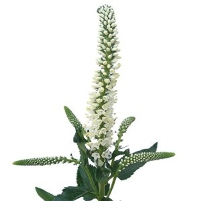 Veronica White bella