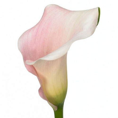 Callas SweetArt holl(palepk)
