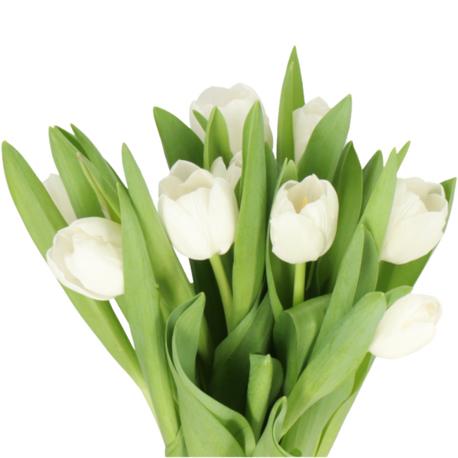 Tulip Royal Virgin holl xtra