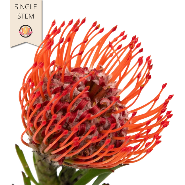 Pins Tango holex(STEM)