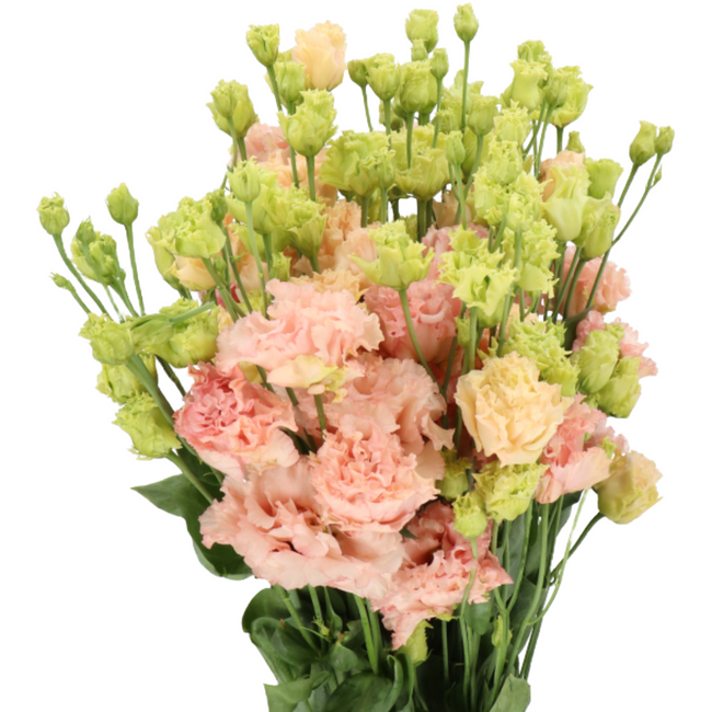Lisianthus Peach, Holex