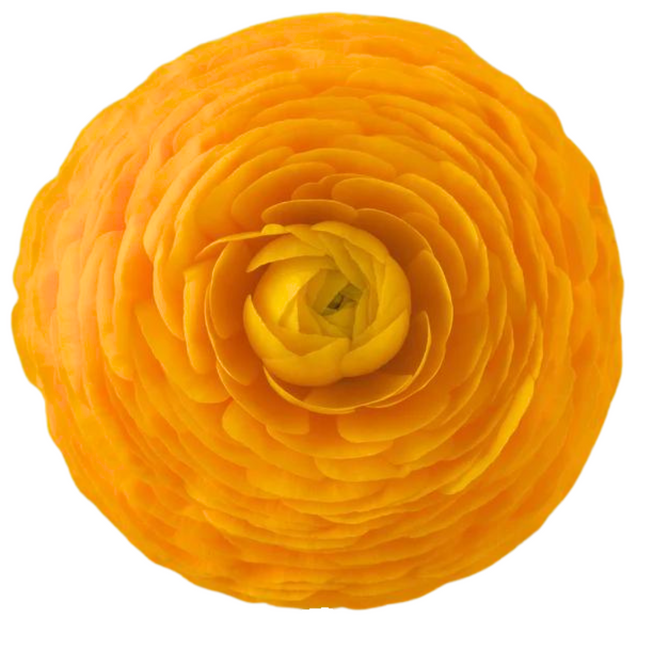 Ranunculus Yellow Sel. rio