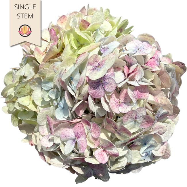 Hydrangea Antique Green bella(st)