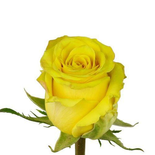 Rose High&Exotic 40cm rprima